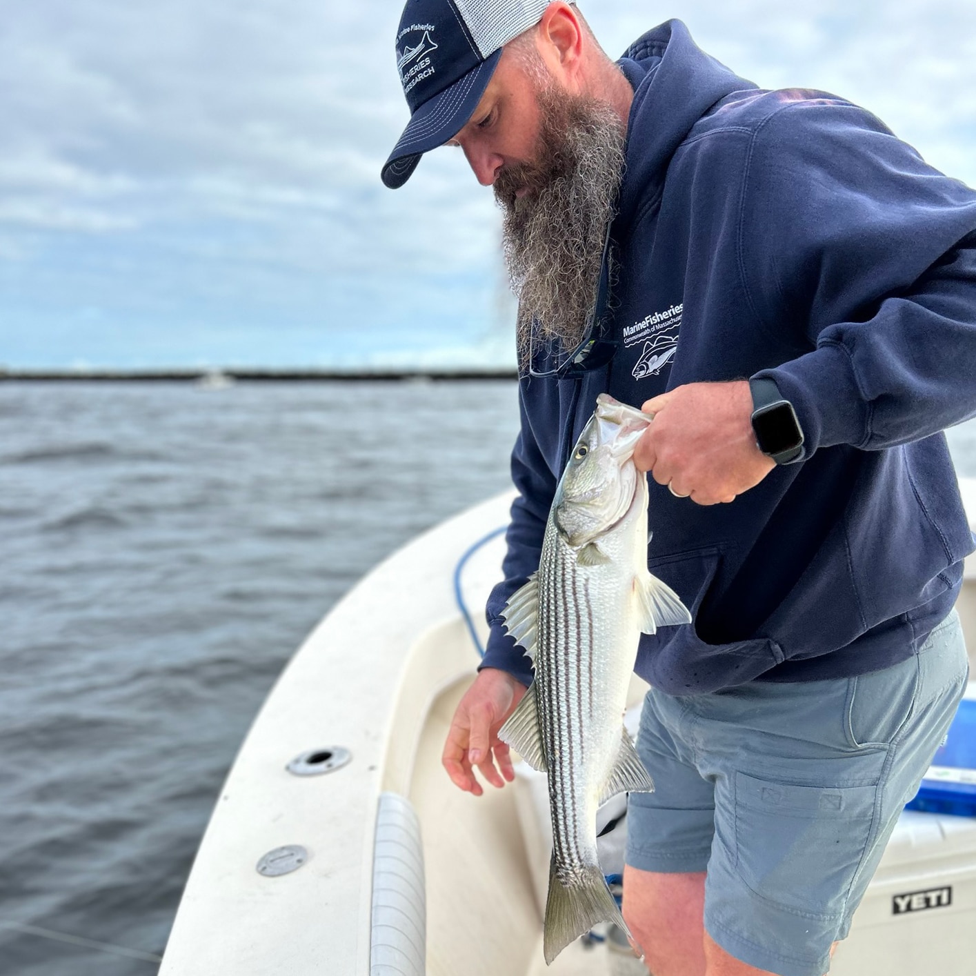 An angler on a boat holding his striped bass catch.