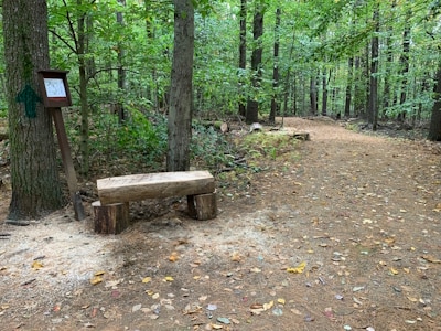 A wide, flat trail through the woods. A wooden bench is next to the trail.