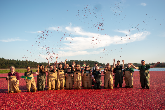 Farmers and Massachusetts Department of Agricultural Resources Staff standing in a cranberry bog, throwing cranberries in the air in 2024