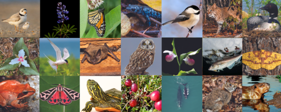 A collage image of various Massachusetts wildlife and plants