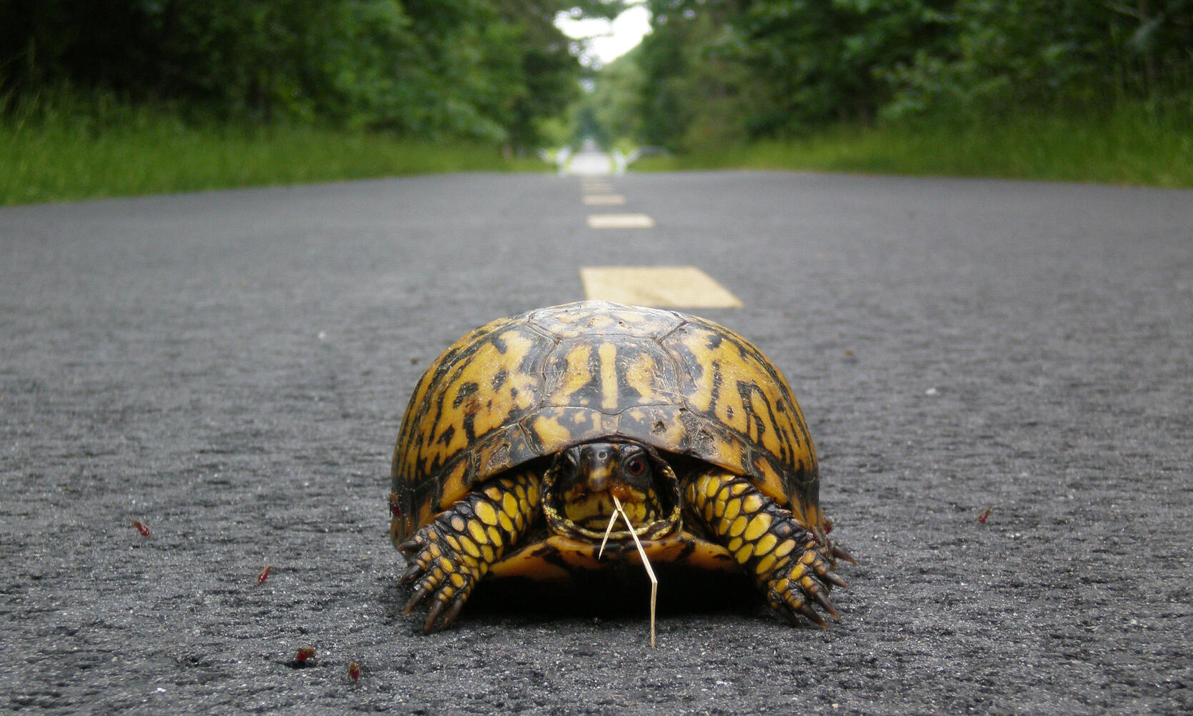 box turtle in a road